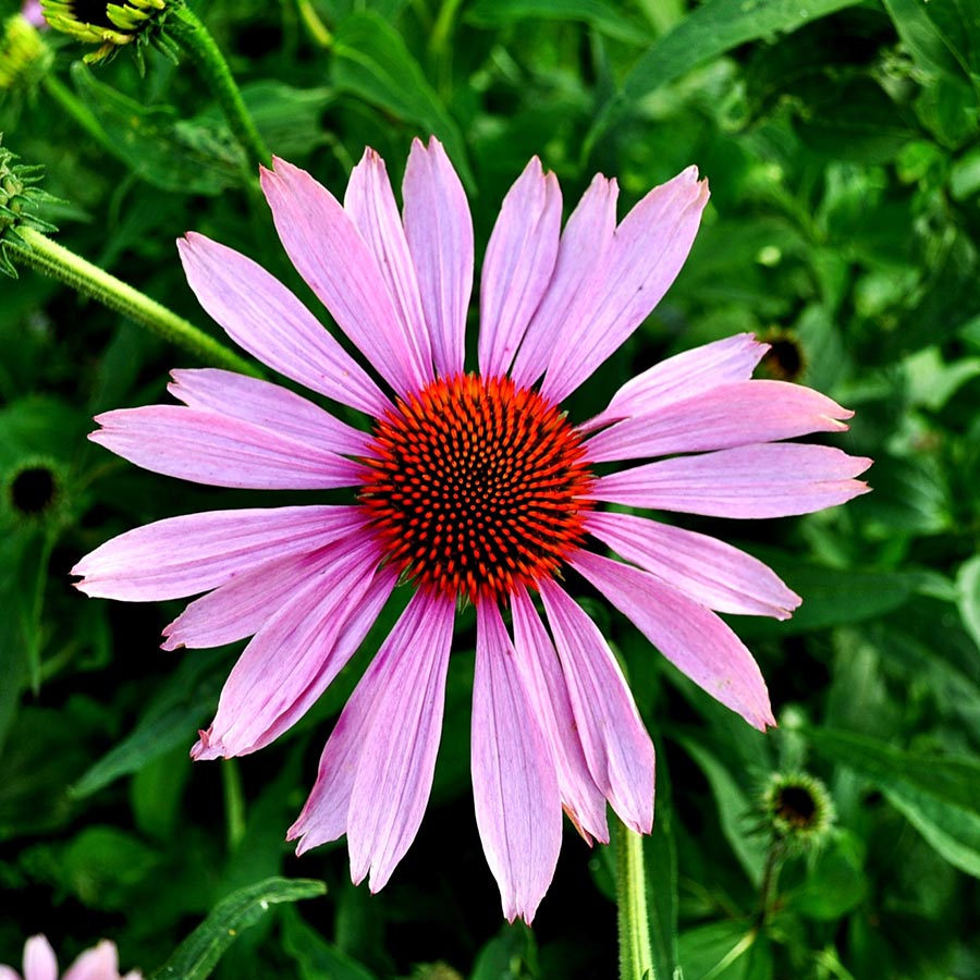Echinacea-for-cold-relief