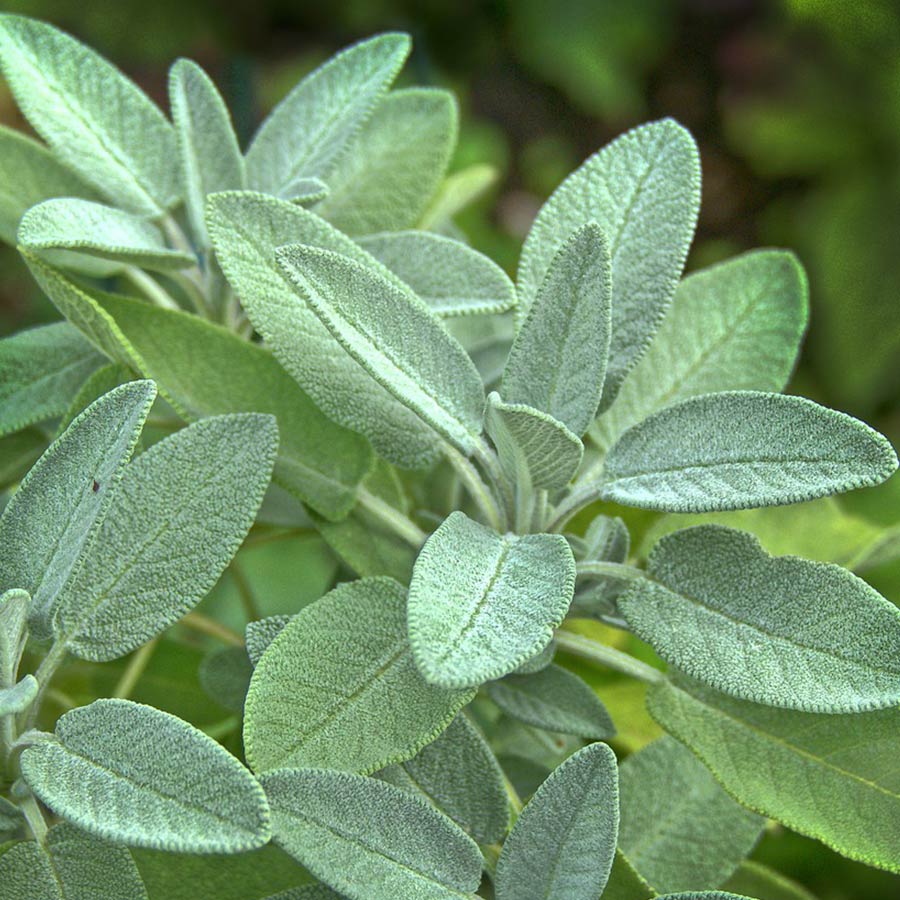 Sage-as-a-potential-home-remedy