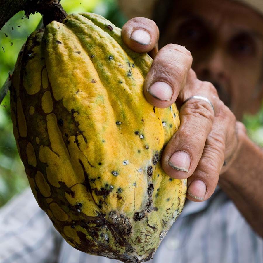 raw-cacao-pure-organic